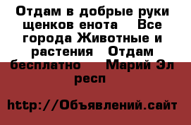 Отдам в добрые руки щенков енота. - Все города Животные и растения » Отдам бесплатно   . Марий Эл респ.